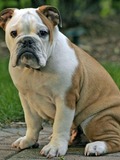 Rex