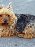 Chico