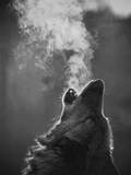 Liam Payne [wolf]