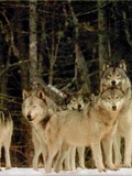 The pack