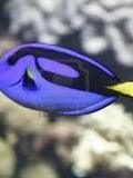 Dori