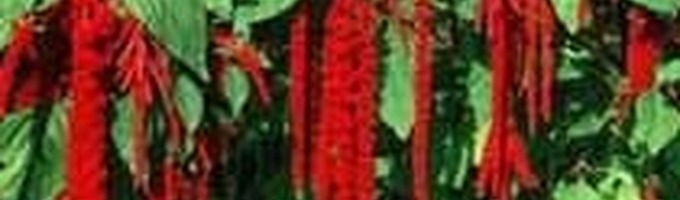 Love Lies Bleeding