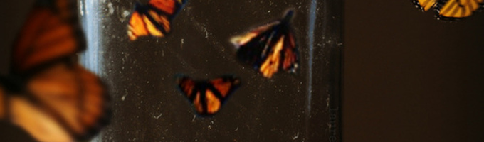 101 Reasons To Hate Butterflies