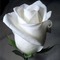 White_Painted_Rose