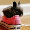 Erin101_Awesome :-3P