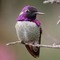 Purple Bird